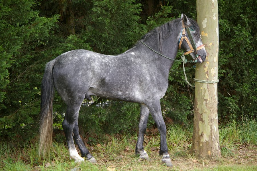 Les chevaux marocains: Les Chevaux Marocains 112